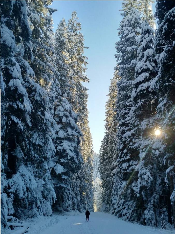 Packwood Ski & Vacation Getaway Екстер'єр фото
